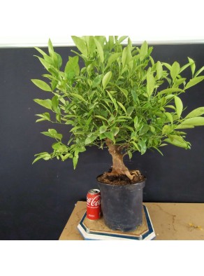 Citrus calamondin 2 Citrus calamondin 2