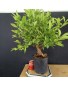 Citrus calamondin 2