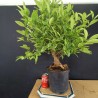 Citrus calamondin 2