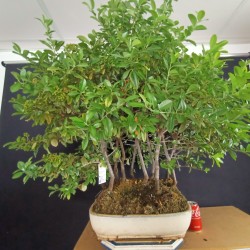 Bosque piracanta 1