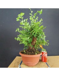 Olmo 5