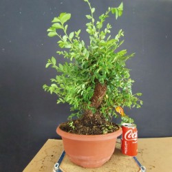 Olmo 5