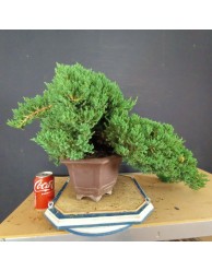 Juniperus Procumbens Nana 1