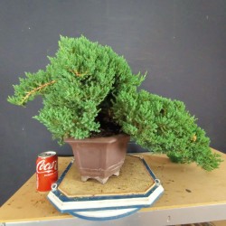 Juniperus Procumbens Nana 1