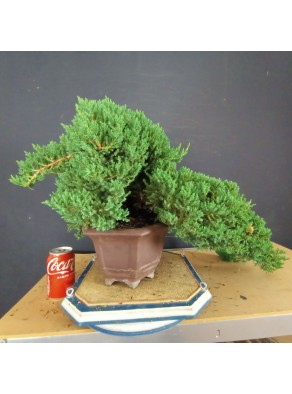 Juniperus Procumbens Nana 1 Juniperus Procumbens Nana 1