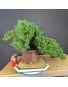 Juniperus Procumbens Nana 1