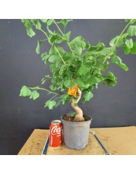 Ginkgo biloba 3