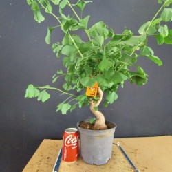 Ginkgo biloba 3