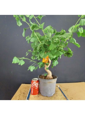 Ginkgo biloba 3 Ginkgo biloba 3
