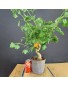 Ginkgo biloba 3