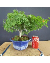 Acer Palmatum kiyohime 1