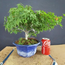 Acer Palmatum kiyohime 1