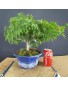 Acer Palmatum kiyohime 1