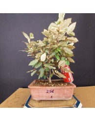Eleagnus 1