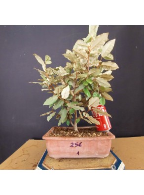 Eleagnus 1 Eleagnus 1