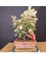 Eleagnus 1