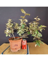 Eleagnus 2