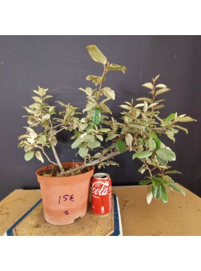 Eleagnus 2 Eleagnus 2