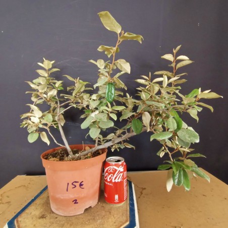 Eleagnus 2