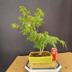 acer palmatum yamamomiji 6