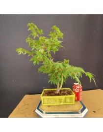 acer palmatum yamamomiji 6