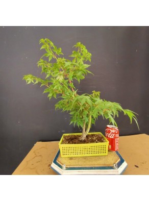 acer palmatum yamamomiji 6 acer palmatum yamamomiji 6