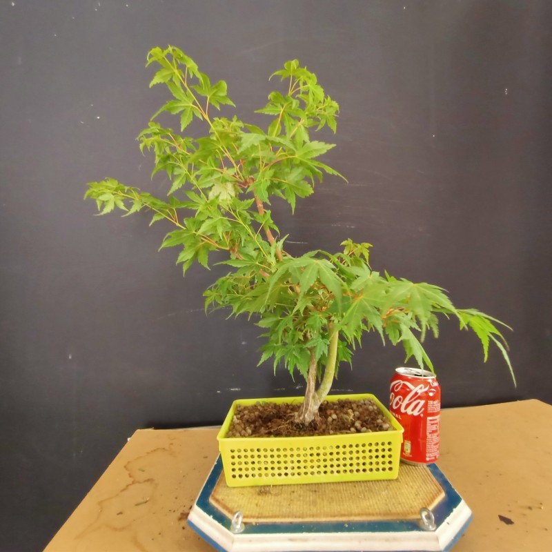 acer palmatum yamamomiji 6