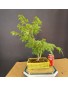 acer palmatum yamamomiji 6