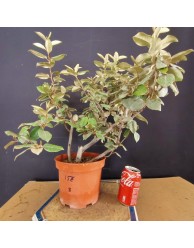 Eleagnus 3