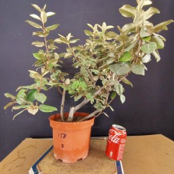 Eleagnus 3