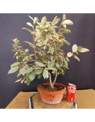 Eleagnus 4