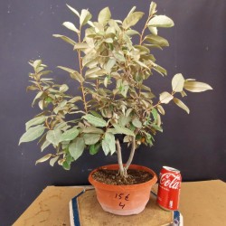 Eleagnus 4