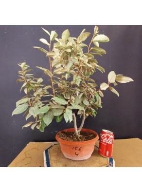 Eleagnus 4 Eleagnus 4