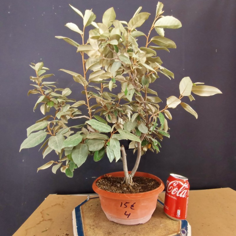 Eleagnus 4