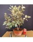 Eleagnus 4