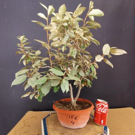 Eleagnus 4