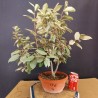 Eleagnus 4