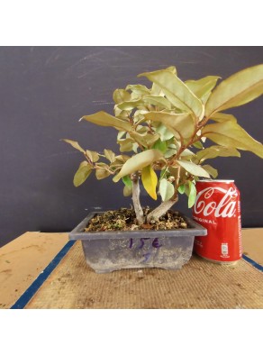 Eleagnus 5 Eleagnus 5