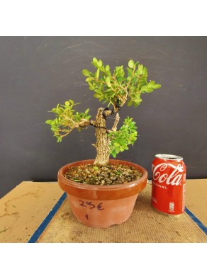 Buxus 1 Buxus 1