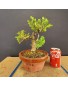 Buxus 1