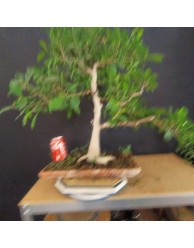 ficus 3