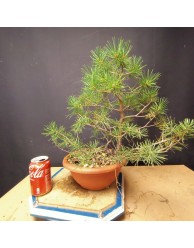 Pinus sylvestris 2