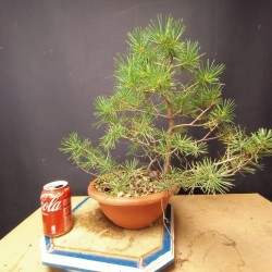 Pinus sylvestris 2