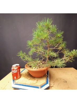 Pinus sylvestris 2 Pinus sylvestris 2