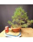 Pinus sylvestris 2