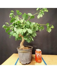 Ginkgo biloba 4