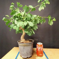 Ginkgo biloba 4