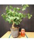 Ginkgo biloba 4