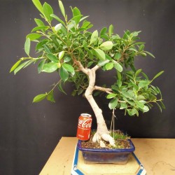 Ficus 1