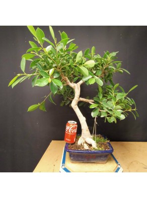 Ficus 1 Ficus 1